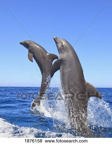 Stock Photo - Roatan, Bay Islands, Honduras; Bottlenose Dolphins (Tursiops Truncatus) Jumping In The Caribbean Sea. Fotosearch