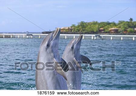 Stock Photo - Roatan, Bay Islands, Honduras; Bottlenose Dolphins (Tursiops Truncatus) In The Caribbean Sea. Fotosearch