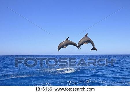 Stock Photograph - Roatan, Bay Islands, Honduras; Bottlenose Dolphins (Tursiops Truncatus) Jumping In The Caribbean Sea. Fotosearch