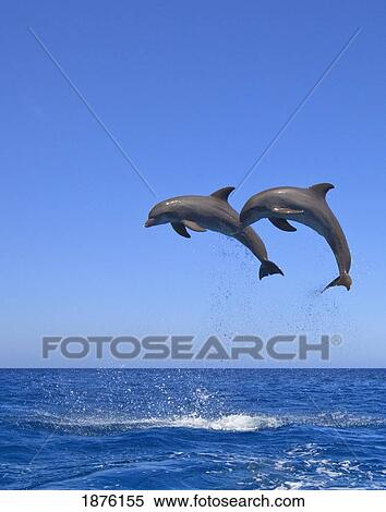 Stock Photography - Roatan, Bay Islands, Honduras; Bottlenose Dolphins (Tursiops Truncatus) Jumping In The Caribbean Sea. Fotosearch