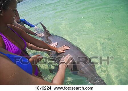 Roatan, Bay Islands, Honduras; Tourists Touching A Bottlenose Dolphin (Tursiops Truncatus) With A Trainer Present At Anthony's Key Resort View Large Photo Image Picture - Roatan, Bay Islands, Honduras; Tourists Touching A Bottlenose Dolphin (Tursiops Truncatus) With A Trainer Present At Anthony's Key Resort. Fotosearch