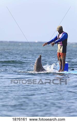 Stock Image - Roatan, Bay Islands, Honduras; Trainer And Bottlenose Dolphin (Tursiops Truncatus) At Anthony's Key Resort. Fotosearch