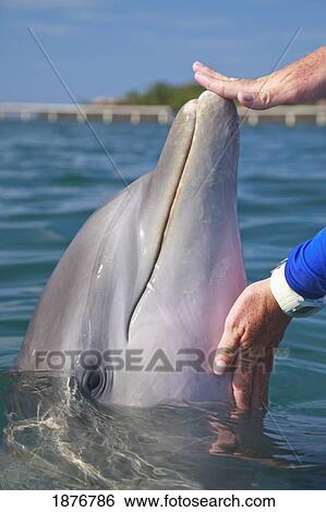 Stock Photograph - Roatan, Bay Islands, Honduras; Trainer With A Bottlenose Dolphin (Tursiops Truncatus). Fotosearch