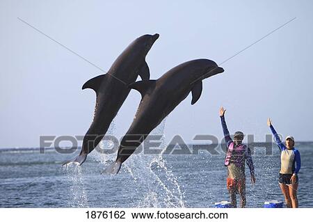 Stock Image - Roatan, Bay Islands, Honduras; Trainers And Bottlenose Dolphins (Tursiops Truncatus) At Anthony's Key Resort. Fotosearch