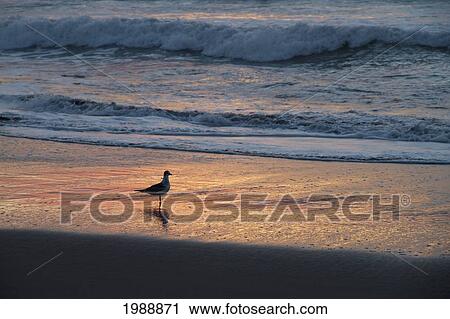 Rocas De Santo Domingo Beach At Sunset, Santo Domingo, Chile View Large Photo Image Stock Image - Rocas De Santo Domingo Beach At Sunset, Santo Domingo, Chile. Fotosearch