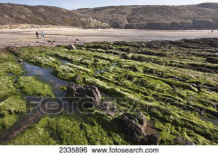 Rock Formations At Manorbier Beach; Pembrokeshire Coast Path, Wales, United Kingdom View Large Photo Image Stock Photograph - Rock Formations At Manorbier Beach; Pembrokeshire Coast Path, Wales, United Kingdom. Fotosearch