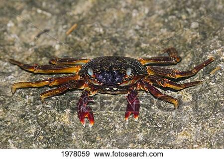 Rock or Grapsid Crab (Grapsus Sp); Fiji View Large Photo Image Stock Photo - Rock or Grapsid Crab (Grapsus Sp); Fiji. Fotosearch