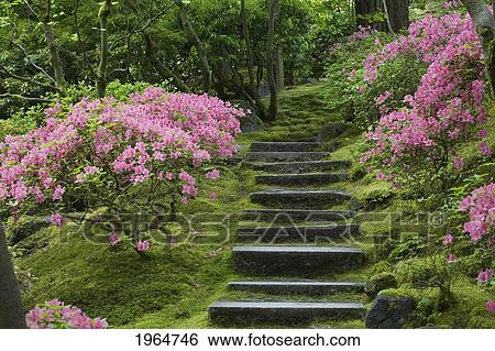 Rock Stairway Along A Moss Covered Hill With Flowering Bushes; Portland Oregon United States Of America View Large Photo Image Stock Photograph - Rock Stairway Along A Moss Covered Hill With Flowering Bushes; Portland Oregon United States Of America. Fotosearch
