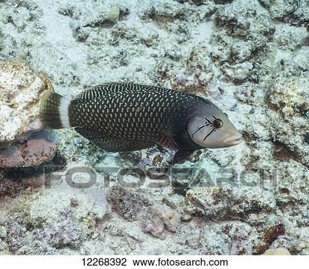 Stock Image - Rockmover Wrasse (Novaculichthys taeniourus) adult; Kona, Island of Hawaii, Hawaii, United States of America. Fotosearch