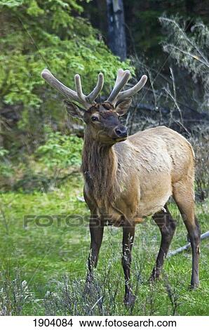 Roe Deer In Forest, Canadian Rockies, Canada View Large Photo Image Picture - Roe Deer In Forest, Canadian Rockies, Canada. Fotosearch
