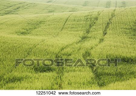 Stock Image - Rolling hills of an early green barley field with tractor tracks; Alberta, Canada. Fotosearch
