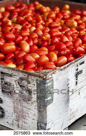 Roma Tomatoes At An Outdoor Market In The Okanagan Valley; Osoyoos British Columbia Canada View Large Photo Image Stock Image - Roma Tomatoes At An Outdoor Market In The Okanagan Valley; Osoyoos British Columbia Canada. Fotosearch
