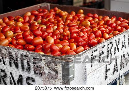 Roma Tomatoes At An Outdoor Market In The Okanagan Valley; Osoyoos British Columbia Canada View Large Photo Image Stock Photography - Roma Tomatoes At An Outdoor Market In The Okanagan Valley; Osoyoos British Columbia Canada. Fotosearch