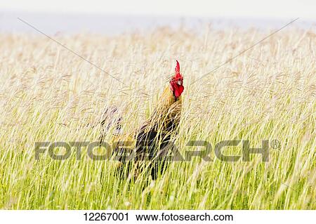 Stock Image - Rooster standing in grass field; Poipu, Kauai, Hawaii, United States of America. Fotosearch