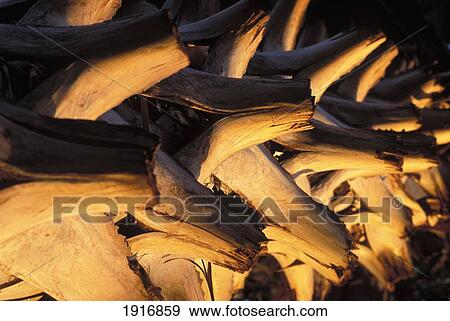 Stock Photo - Roots Lit By Setting Sun. Fotosearch