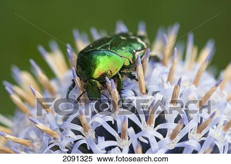 Stock Photography - Rose Chafer Beetle On Globe Thistle Flower, Lewes, East Sussex, Uk. Fotosearch