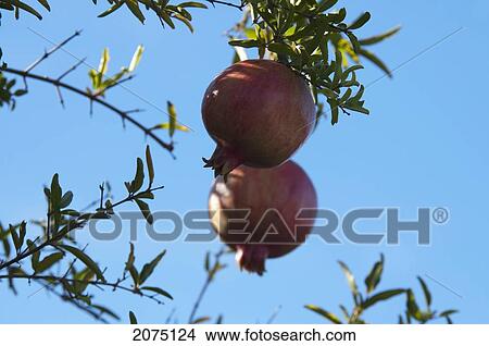 Picture - Rose Fruits Near Ranomafana National Park, Fianarantsoa Province, Madagascar. Fotosearch