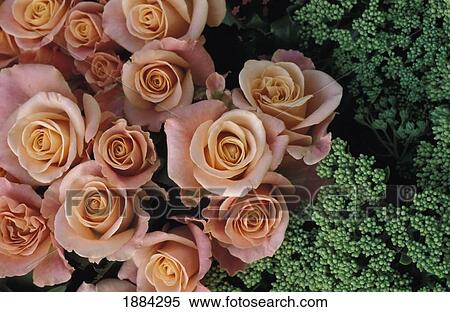 Roses And Green Flowers, Close Up View Large Photo Image Stock Photography - Roses And Green Flowers, Close Up. Fotosearch