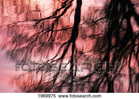 Stock Photography - Rosy, Rhode Island, Sunset And Silhouetted Tree Reflected In Rippled Water.. Fotosearch