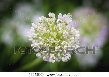 Picture - Round umbrella flower cluster growing in Alaskan botanical garden, Fairbanks, Alaska. Fotosearch