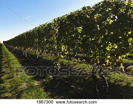 Stock Image - Row In Vineyard, Sag Harbor, New York, Usa. Fotosearch