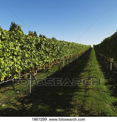 Stock Photo - Row In Vineyard, Sag Harbor, New York, Usa. Fotosearch