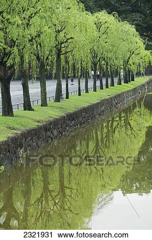 Stock Image - Row of trees at water's edge reflected in tranquil water; Tokyo, Japan. Fotosearch