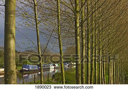 Stock Image - Row Of Trees Beside Shropshire Union Canal.. Fotosearch