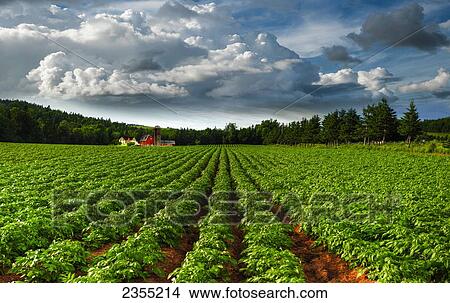 Picture - Rows Of Crops In A Potato Field; Prince Edward Island, Canada. Fotosearch