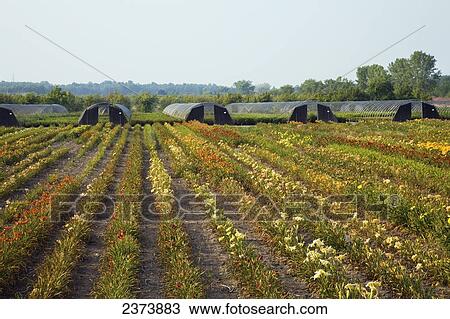 Stock Image - Rows Of Flowers Growing In Agricultural Field; Holland, Netherlands. Fotosearch
