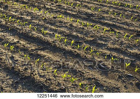 Rows of healthy young grain corn plants two weeks after planting; Iowa, United States of America View Large Photo Image Stock Photograph - Rows of healthy young grain corn plants two weeks after planting; Iowa, United States of America. Fotosearch