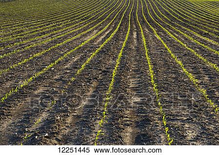 Rows of healthy young grain corn plants two weeks after planting; Iowa, United States of America View Large Photo Image Stock Photography - Rows of healthy young grain corn plants two weeks after planting; Iowa, United States of America. Fotosearch