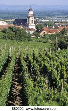 Rows Of Vines In Vineyard, Village In Background View Large Photo Image Stock Image - Rows Of Vines In Vineyard, Village In Background. Fotosearch