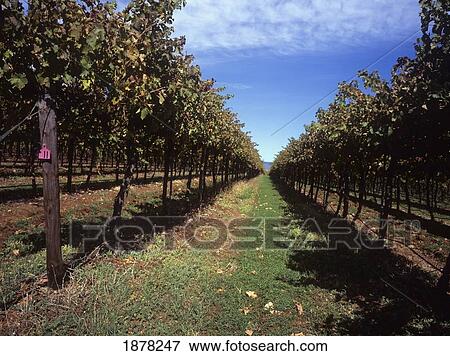 Rows Of Vines View Large Photo Image Stock Photo - Rows Of Vines. Fotosearch