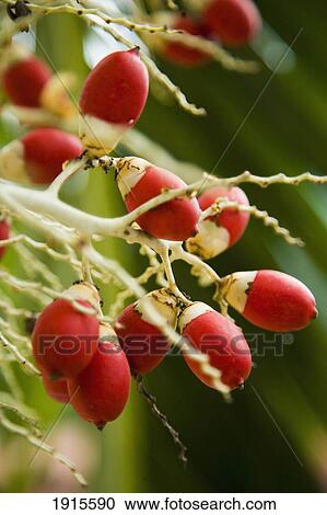 Stock Image - Royal Palm Fruits. Fotosearch