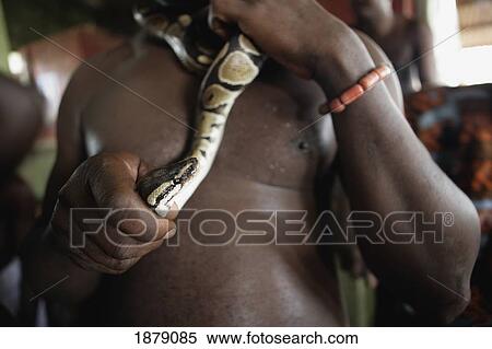Royal Python For Sale In Dantokpa Market View Large Photo Image Stock Photography - Royal Python For Sale In Dantokpa Market. Fotosearch