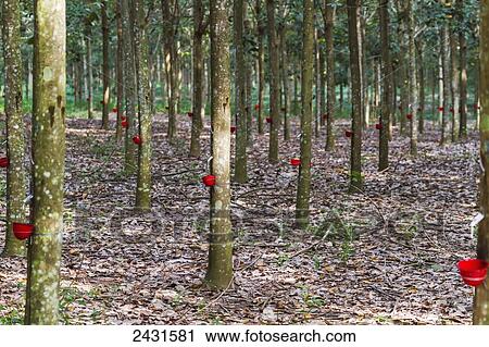 Stock Image - Rubber tree plantation, Simalungun, North Sumatra, Indonesia. Fotosearch