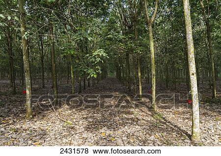 Rubber tree plantation, Simalungun, North Sumatra, Indonesia View Large Photo Image Stock Photo - Rubber tree plantation, Simalungun, North Sumatra, Indonesia. Fotosearch