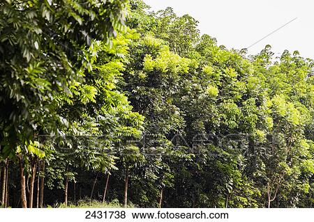 Rubber tree plantation, Simalungun, North Sumatra, Indonesia View Large Photo Image Stock Photo - Rubber tree plantation, Simalungun, North Sumatra, Indonesia. Fotosearch