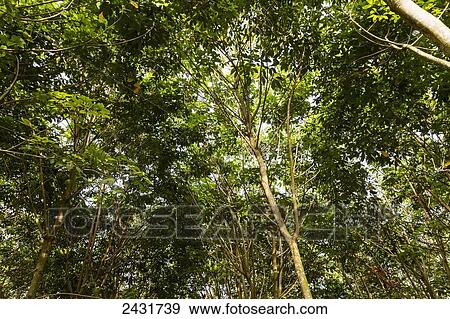 Rubber trees, Simalungun, North Sumatra, Indonesia View Large Photo Image Stock Photo - Rubber trees, Simalungun, North Sumatra, Indonesia. Fotosearch