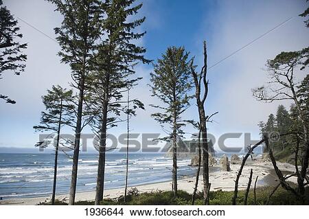 Ruby Beach In Olympic National Park; Washington United States Of America View Large Photo Image Picture - Ruby Beach In Olympic National Park; Washington United States Of America. Fotosearch