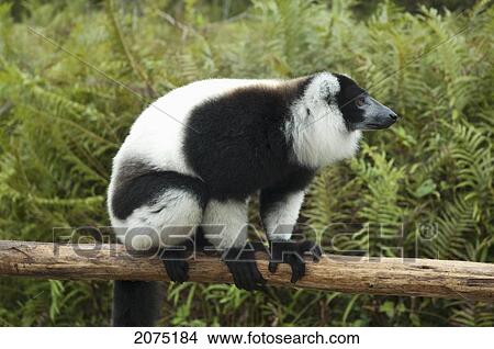 Picture - Ruffed Lemur (Varecia Variegata), Andasibe-Mantadia National Park, Toamasina Province, Madagascar. Fotosearch