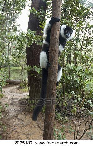 Stock Photo - Ruffed Lemur (Varecia Variegata), Andasibe-Mantadia National Park, Toamasina Province, Madagascar. Fotosearch