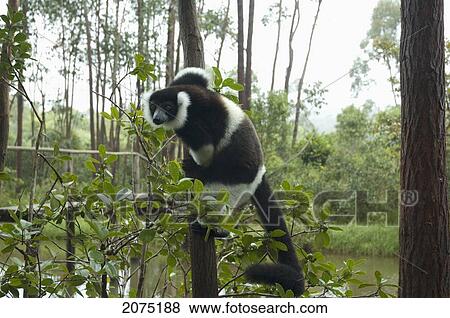 Stock Photo - Ruffed Lemur (Varecia Variegata), Andasibe-Mantadia National Park, Toamasina Province, Madagascar. Fotosearch