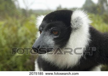Stock Photography - Ruffed Lemur (Varecia Variegata), Andasibe-Mantadia National Park, Toamasina Province, Madagascar. Fotosearch
