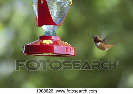Stock Photograph - Rufous Hummingbird (Selasphorus Rufus), Lumby, British Columbia, Canada. Fotosearch