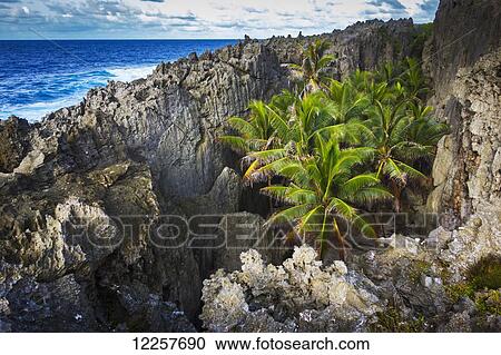 Rugged coastline with palm trees; Niue View Large Photo Image Stock Image - Rugged coastline with palm trees; Niue. Fotosearch