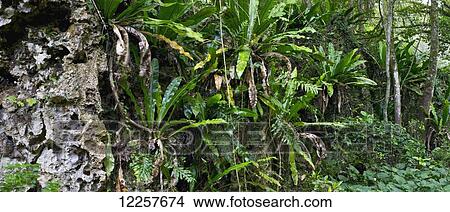 Picture - Rugged interior with dense lush forest; Atiu Island, Cook Islands. Fotosearch