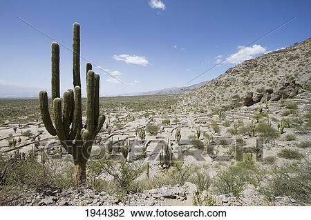 Stock Image - Ruins of Quilmes, Tucuman, Argentina. Fotosearch
