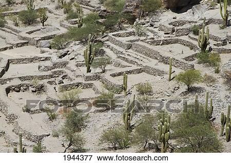 Ruins of Quilmes, Tucuman, Argentina View Large Photo Image Stock Photo - Ruins of Quilmes, Tucuman, Argentina. Fotosearch
